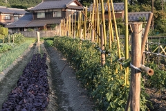 Nonomura-Family-Vegetables